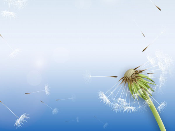 四川省国家税务局网上申报，金税盘与四川国税网上申报系统分别作用是什么