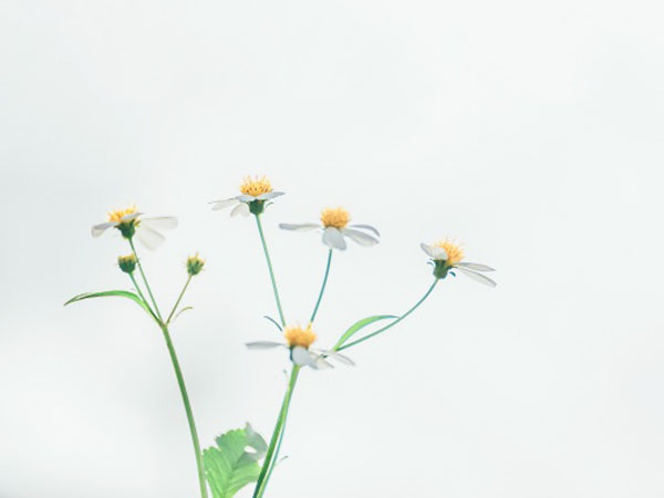 榴莲官方网站进入,榴莲官网，一键畅享口感！