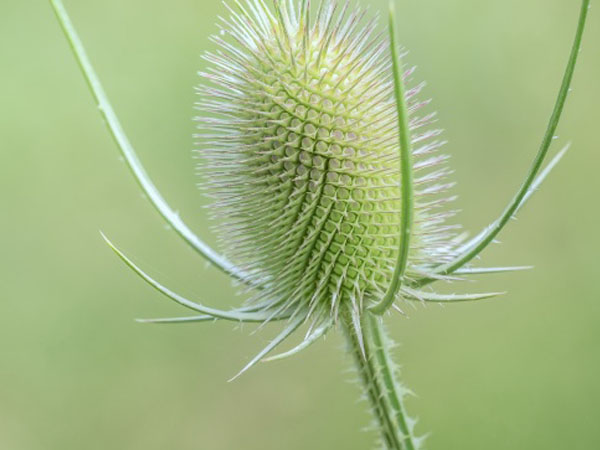 方舟手游犹马在哪里(方舟手游地牢烈焰马怎么弄)