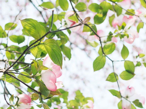 英雄联盟 杀人刀是什么，lol杀人刀全名叫什么